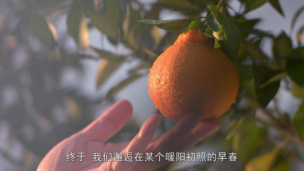 丹棱桔橙品牌宣传片