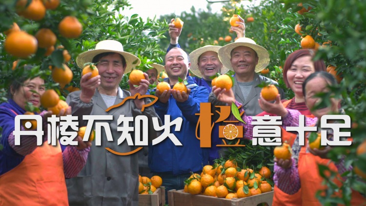 丹棱不知火 橙意十足