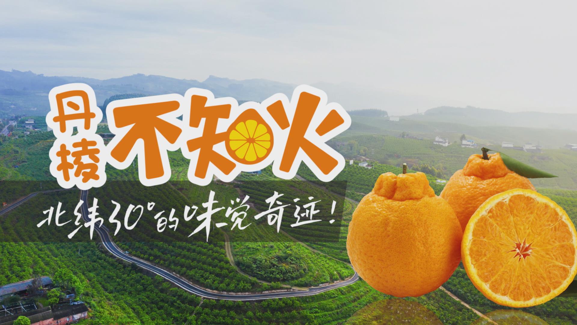 丹棱不知火 北纬30度的味觉奇迹
